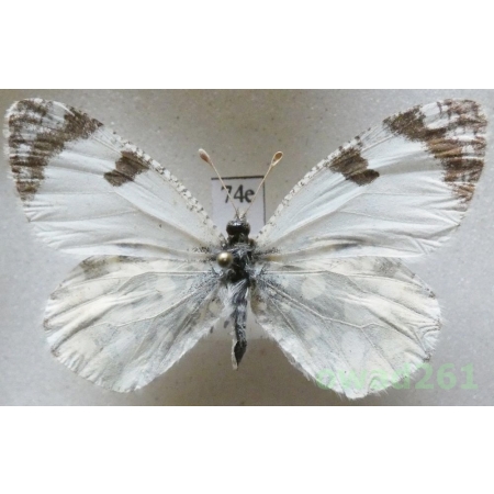 Euchloe pulverata (Christoph, 1884) Turkmenistan74e